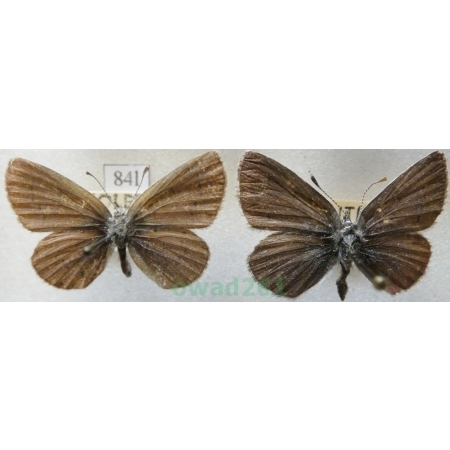 Cupido minimus (Fuessly, 1775) pair Modraszek malczyk Czech84l